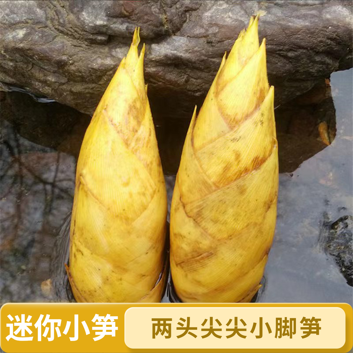 现挖新鲜竹笋两头尖尖小冬笋江西毛竹笋鲜嫩饱满煲汤3斤、5斤