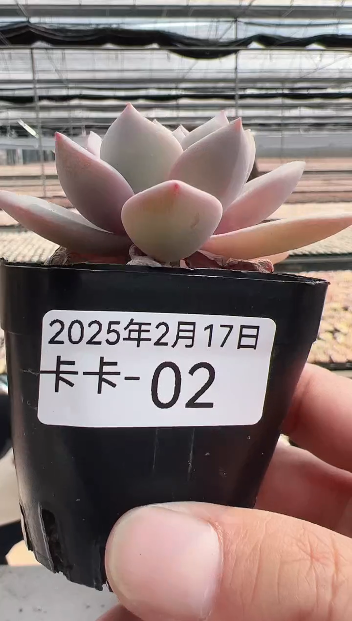 【闪购商品】卡卡-2