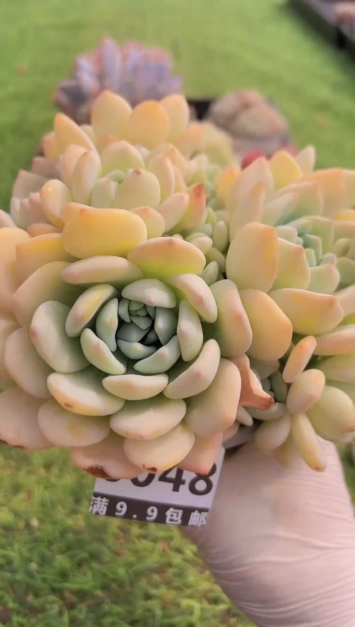 【闪购商品】信福多肉一物一拍