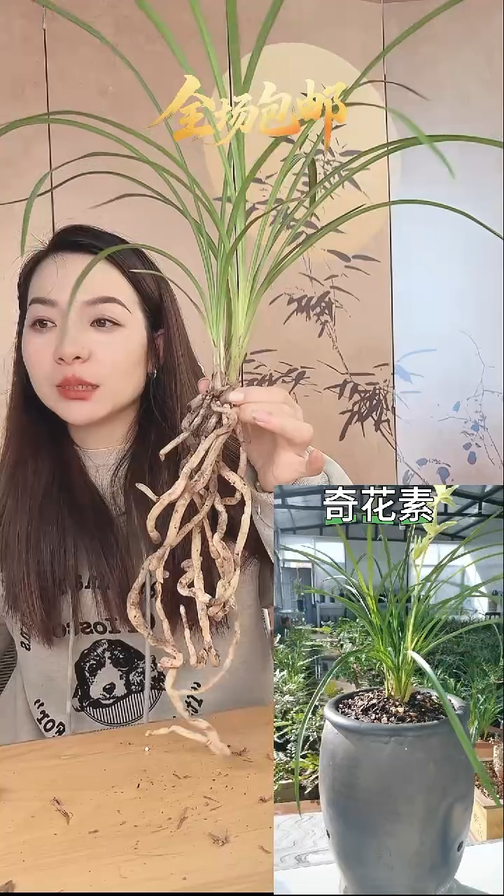 当前无花栽培后可以开花：奇花素