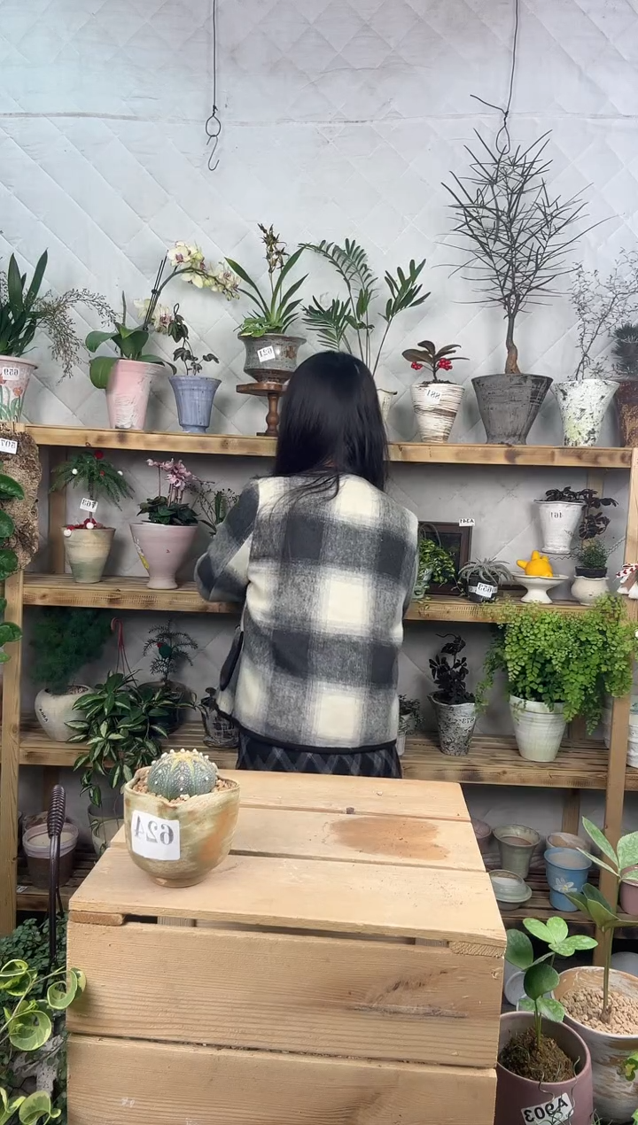 无花朵624星兜加盆一套