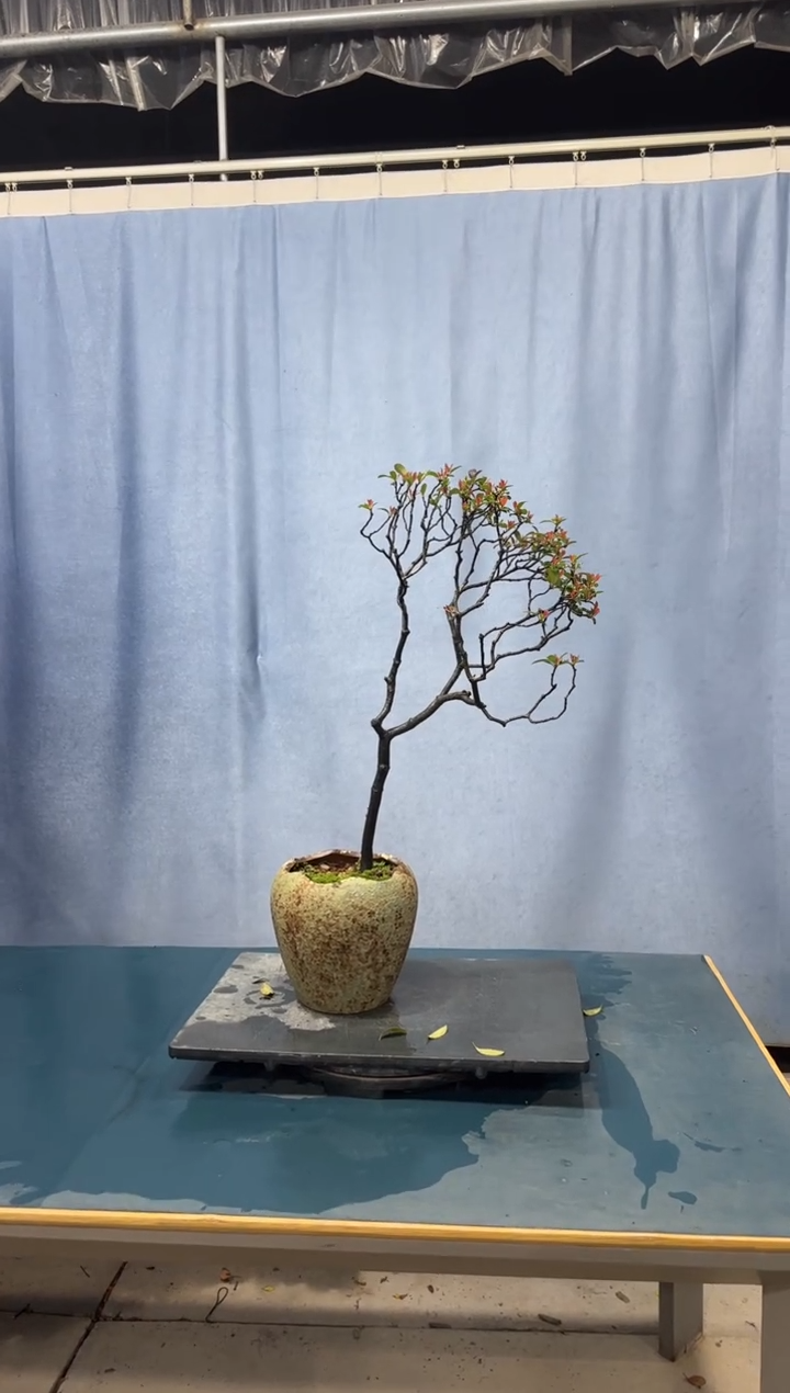 【闪购商品】盆景春花