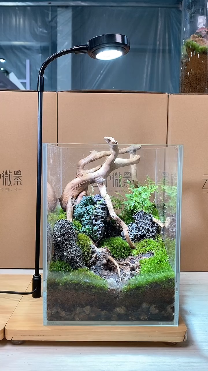 【闪购商品】方缸带枯树枝