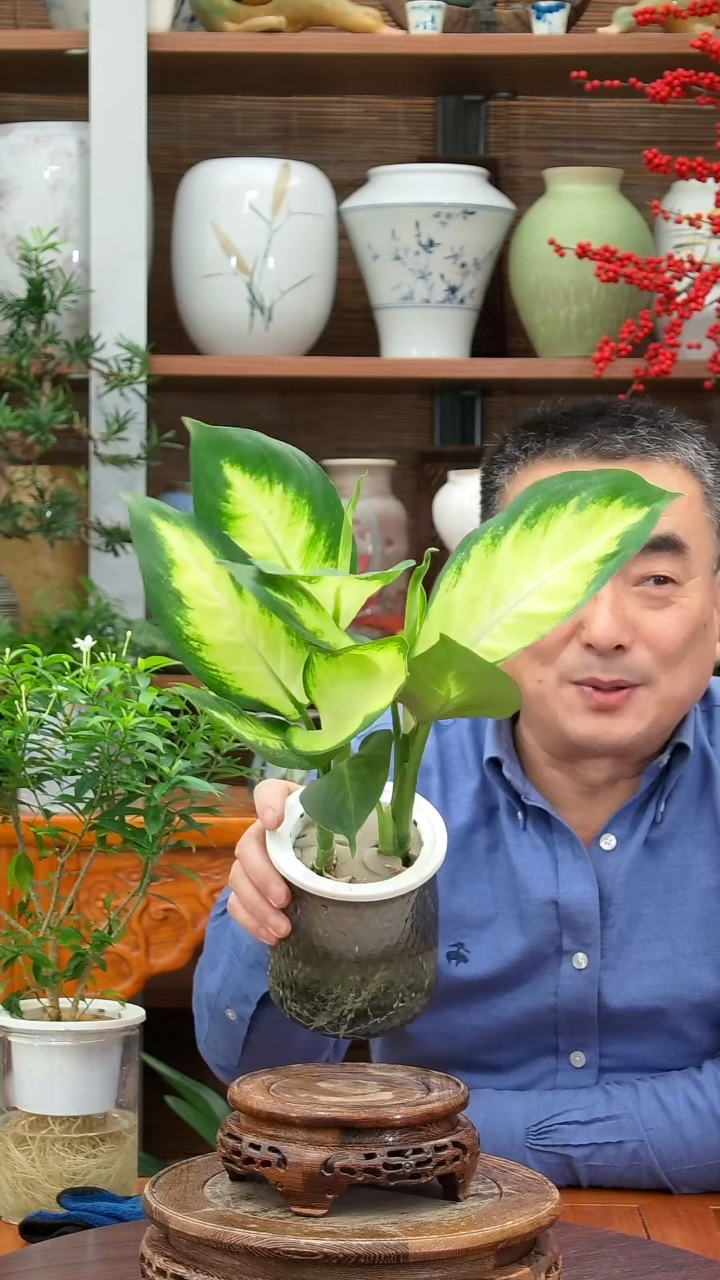 无花朵胖*木水之韵水培玛丽安