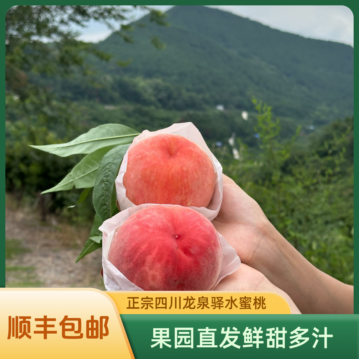 【顺丰包邮】正宗四川龙泉驿9月特晚水蜜桃果园直发鲜甜多汁脆甜
