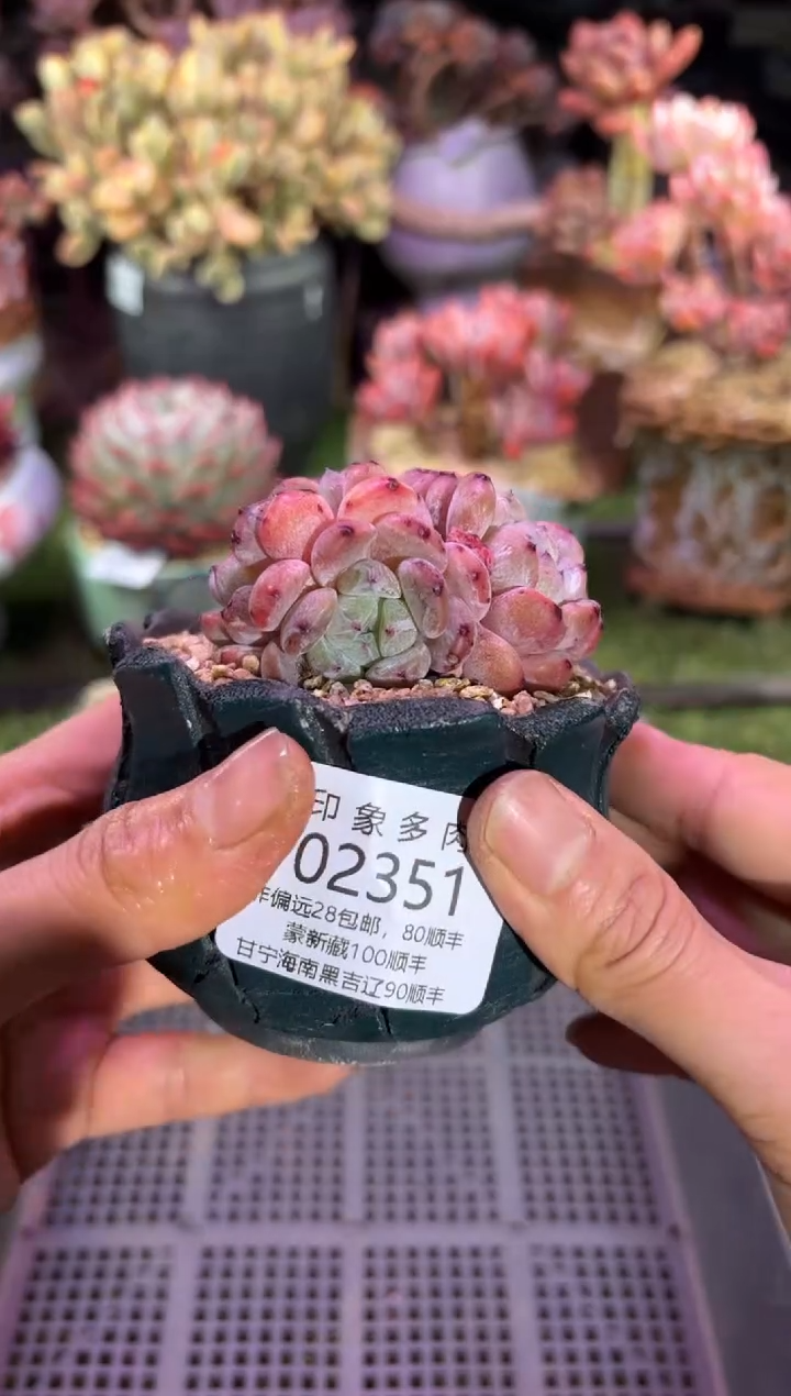 【闪购商品】02351