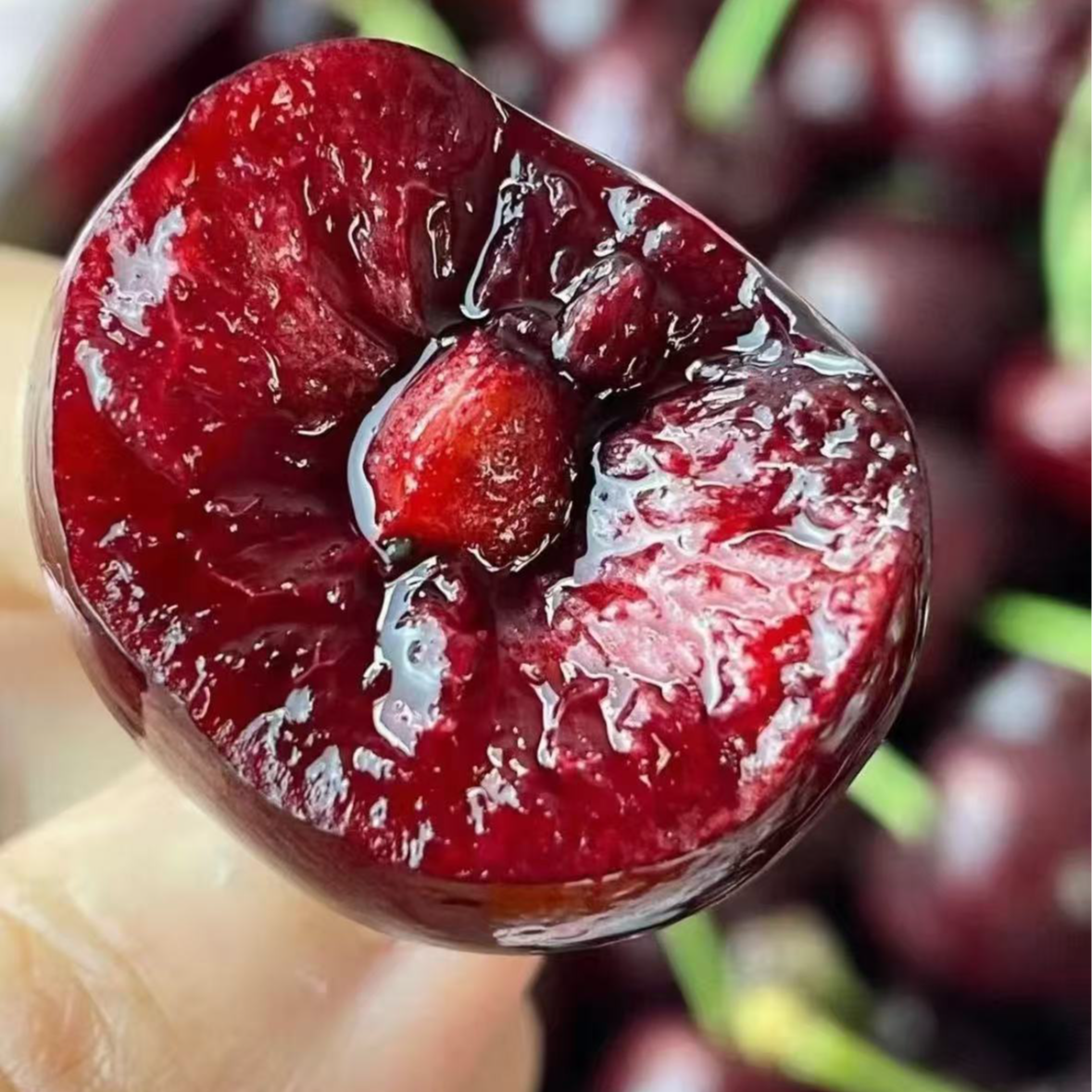 LD【海运智利车厘子】4JD脆甜爆汁新鲜内附果径卡1.6斤