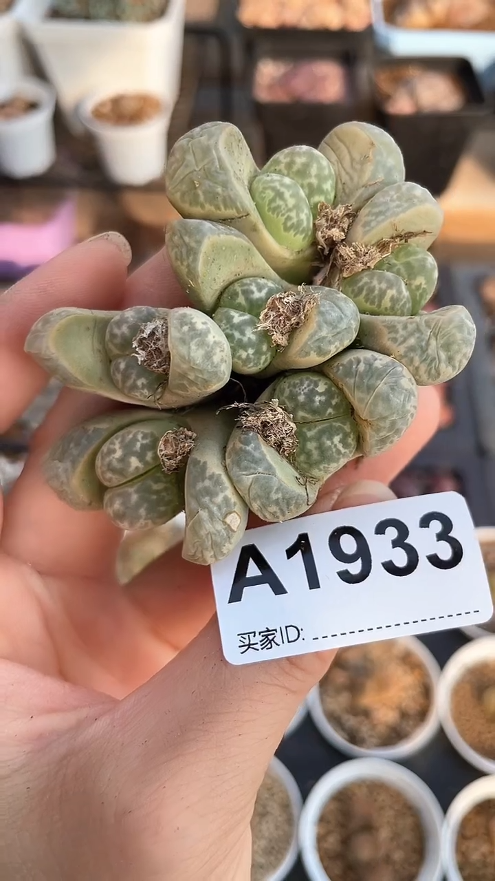 【闪购商品】1933直播一物一拍