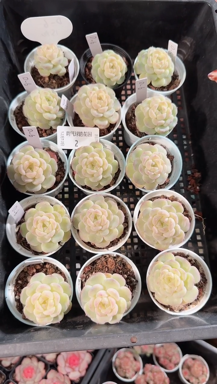 1213-03云璃多肉量拍任意发一颗群生不包整