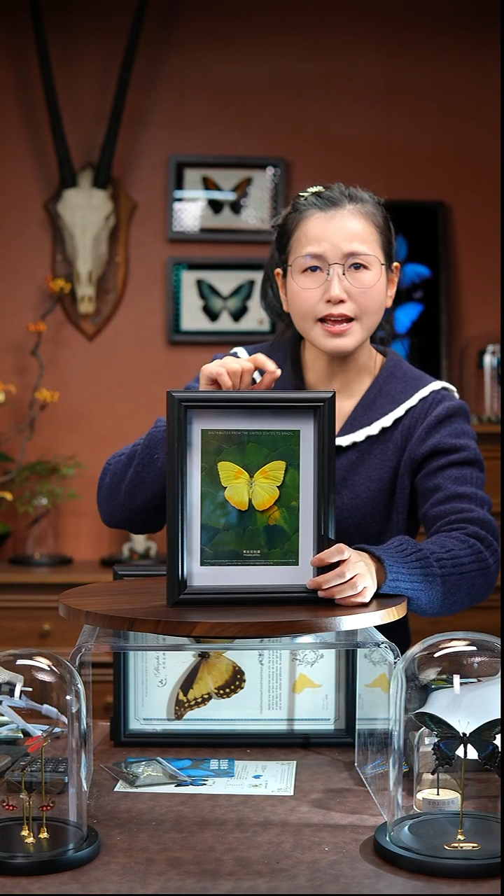 N149    黄纹菲粉蝶   拍下不退不换