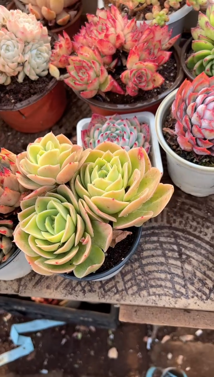 七*多肉植物一物一拍01348