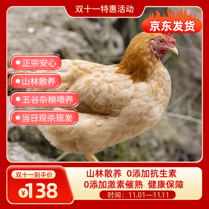 【黄山源头农场散养老母鸡】黄山正宗散养走山黄油老母鸡2.0-2.5斤