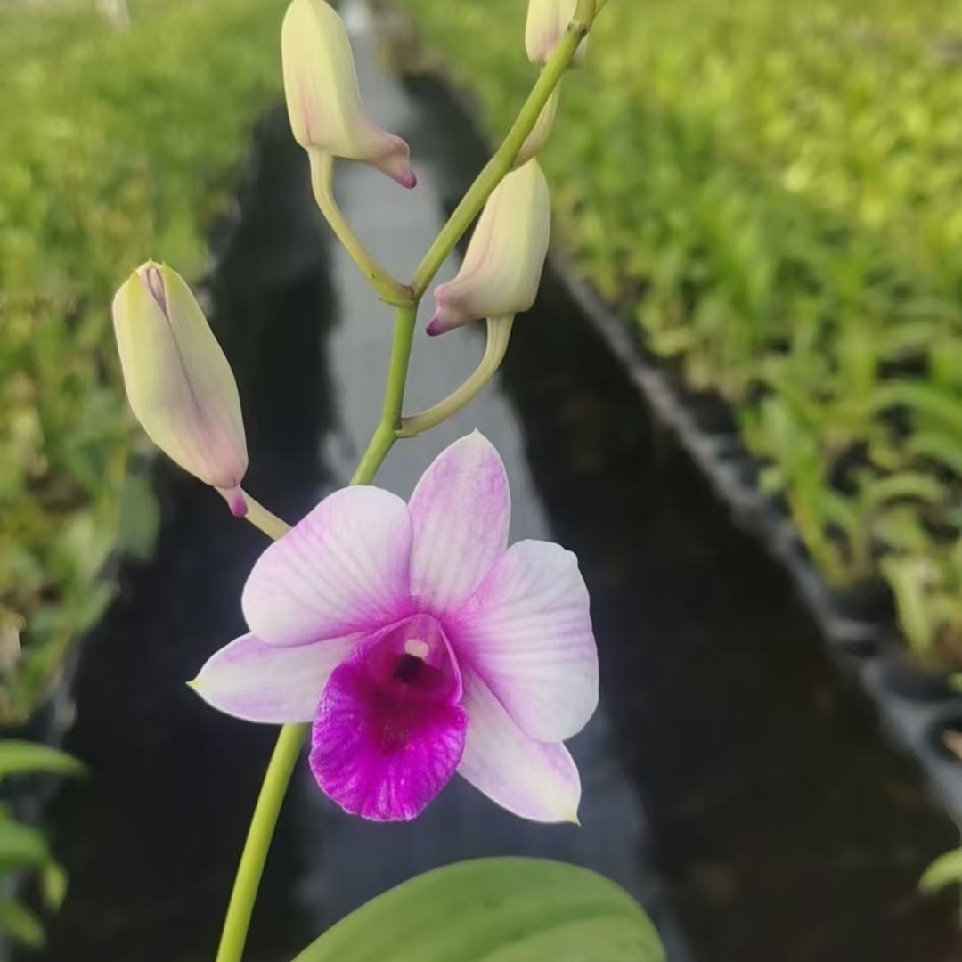 【莫尼卡】石斛石斛兰盆栽四季开花好养家庭园艺盆栽