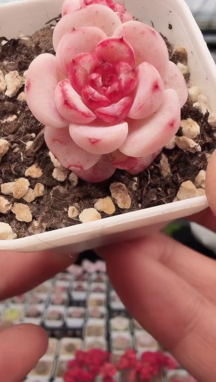 东云多肉园新款-100