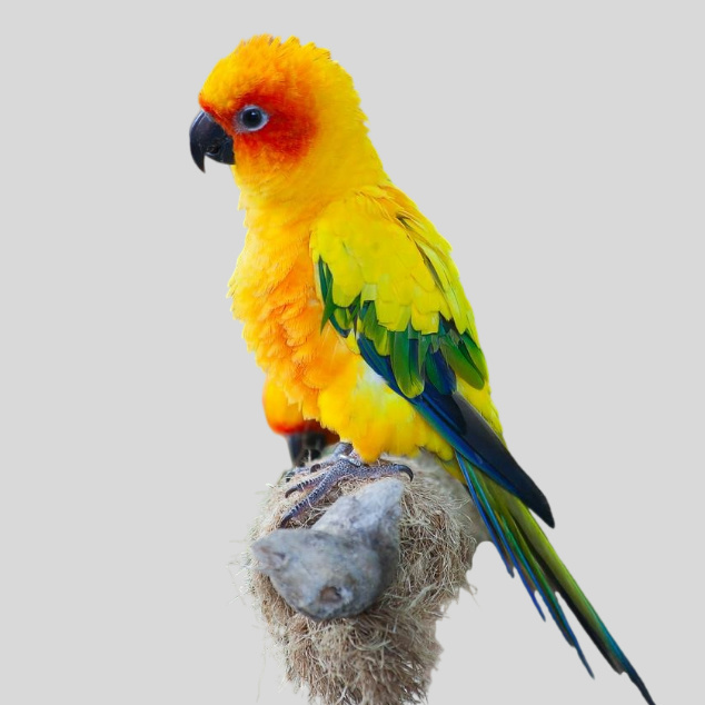 中趴带卡合法金太阳文鸟鹦鹉，手养粘人，半毛齐毛，放飞