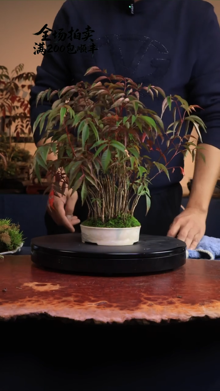 完全开放S15草本植物 不包邮