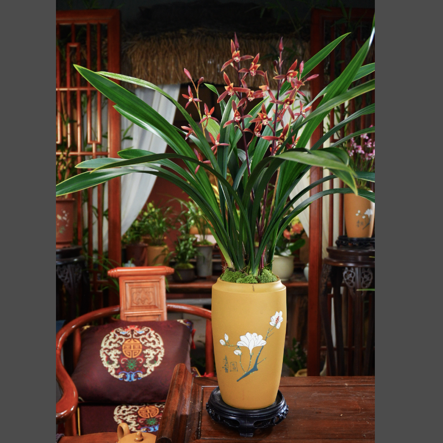 墨兰 浓香 [赤玉丹霞] 室内客厅好养活兰花 春节前后来花 年宵花