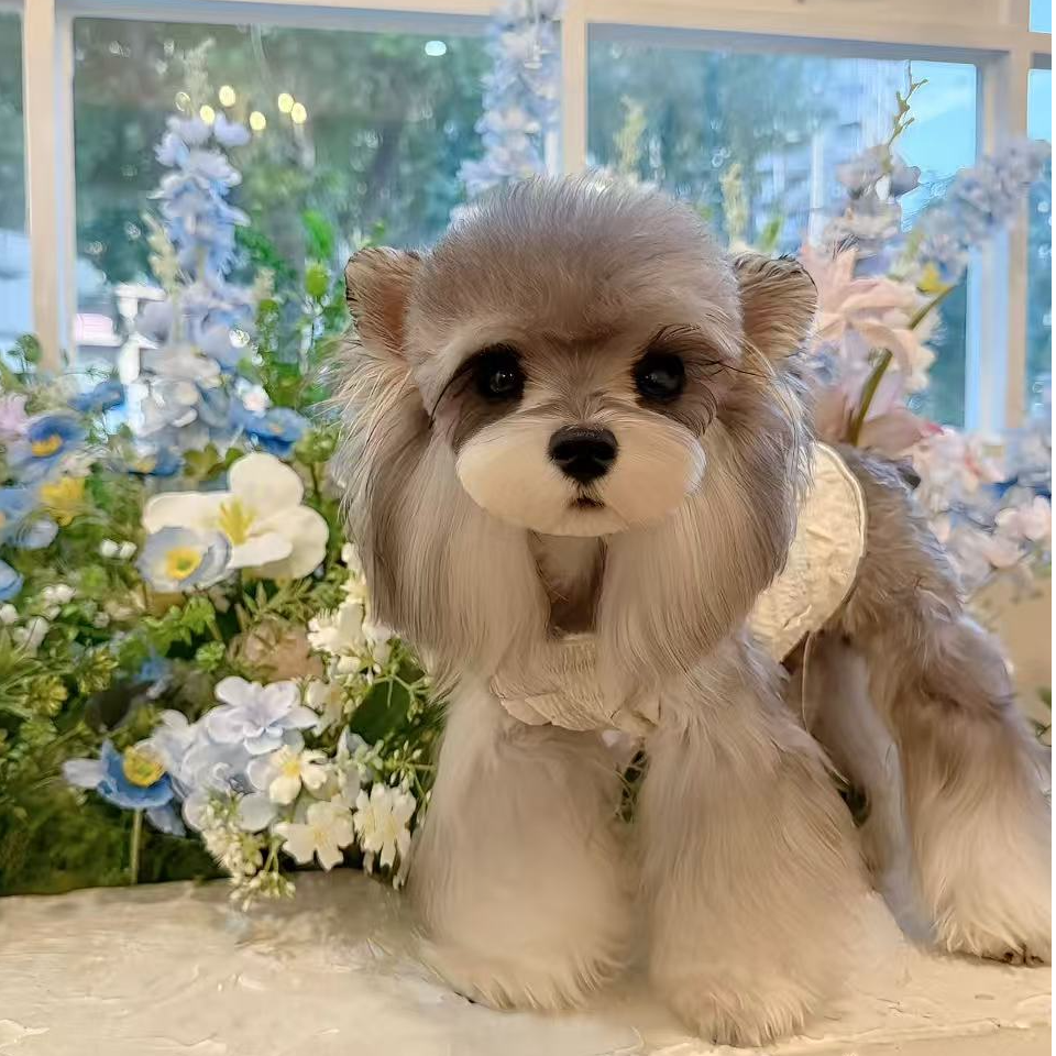 【宠爱精选】宠物活体狗小狗雪纳瑞小型犬