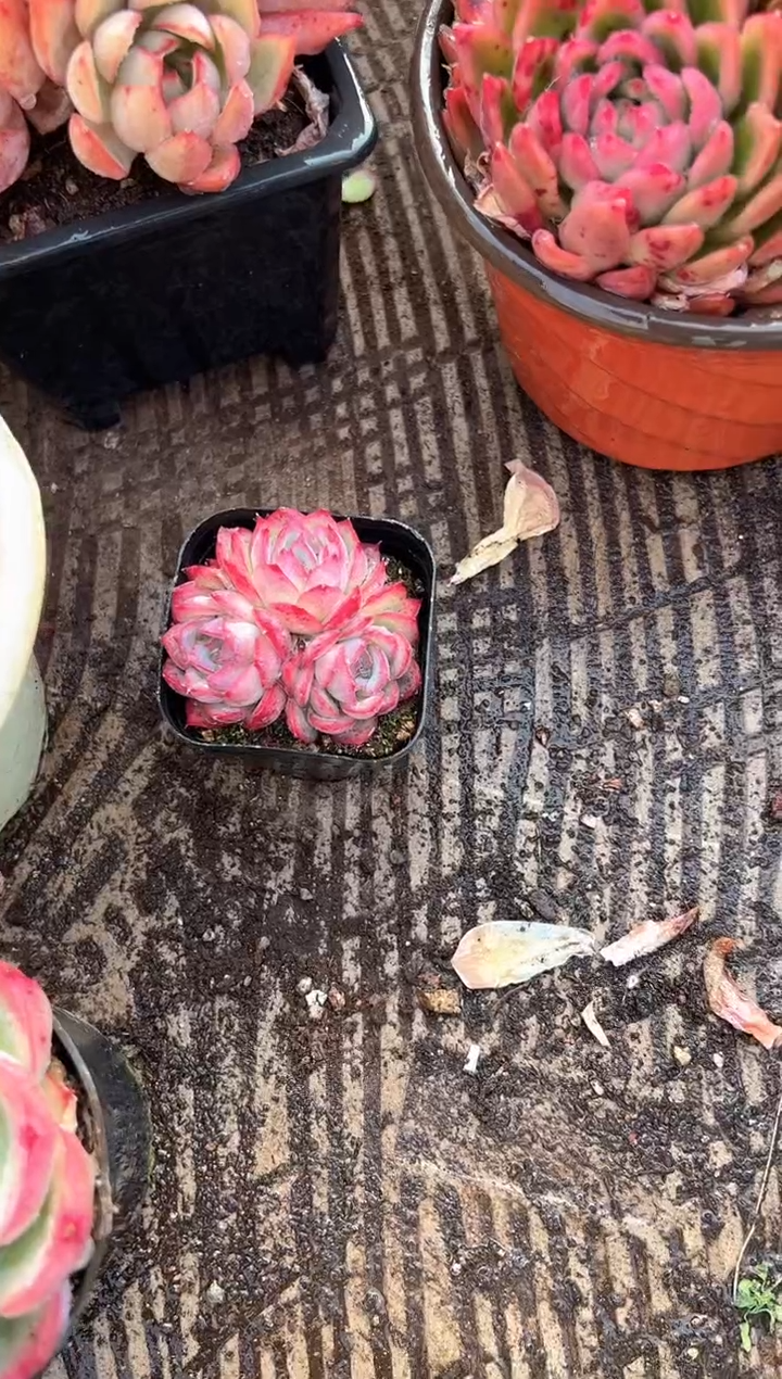 多肉植物一物一拍31374.375.376.377