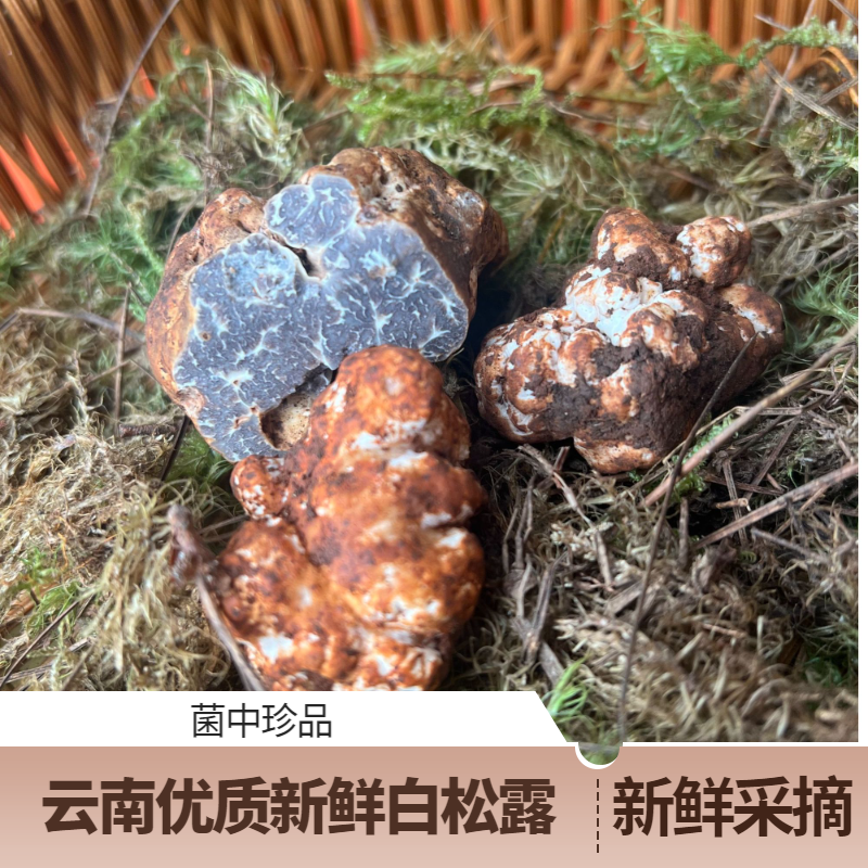 【白松露菌王】新鲜白松露白色猪拱菌顺丰空运冷链包邮