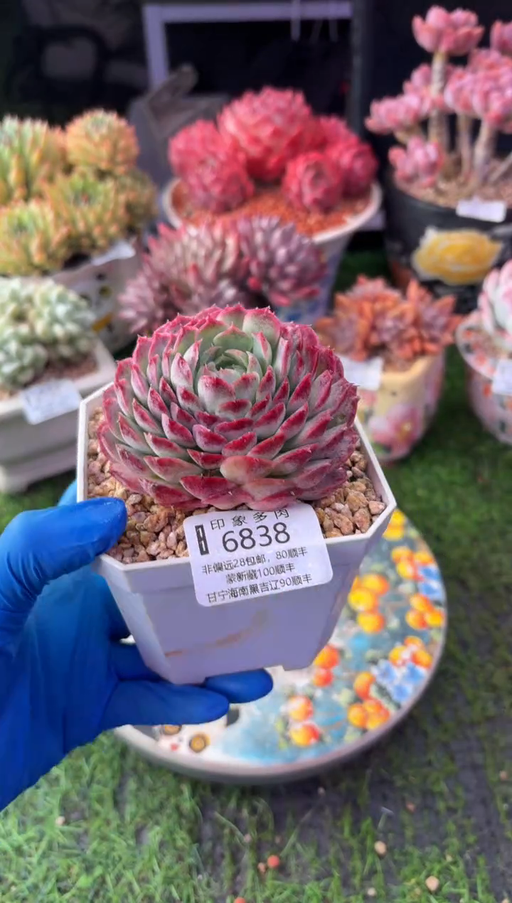 昆明印象多肉6838