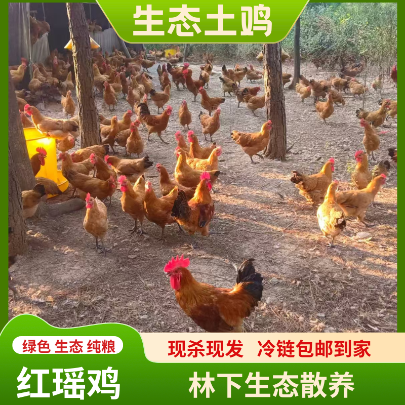 360天林下生态放养红瑶鸡包邮 包冰率不含冰