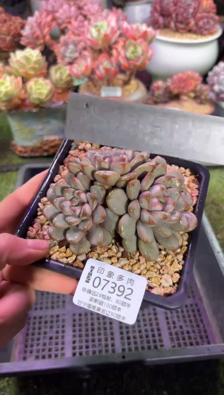 【闪购商品】07392