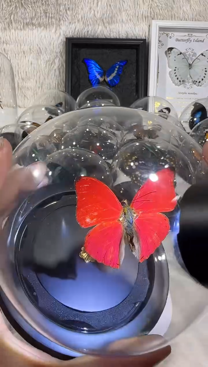 有机玻璃血漪蛱蝶    