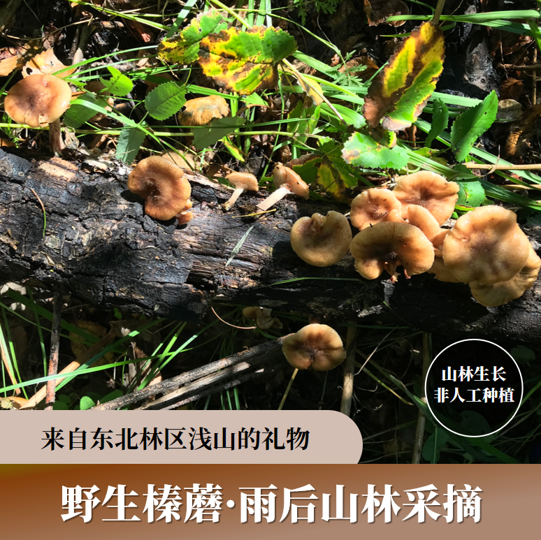 【长白山脉】东北浅山采摘野生榛蘑小鸡炖蘑菇必备干货干蘑菇