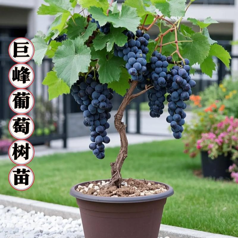 优质多品种葡萄果树苗适合庭院花园地栽盆栽