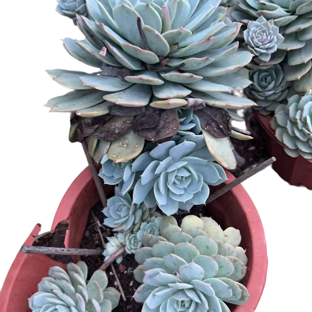 精品多肉植物 雪玉兰巴黎
