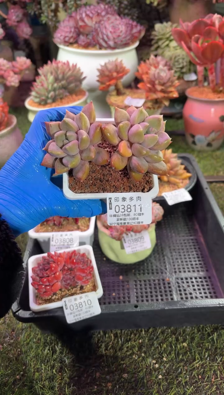 【闪购商品】03811