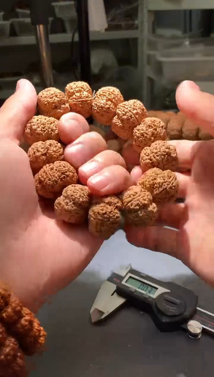 金刚菩提手串221