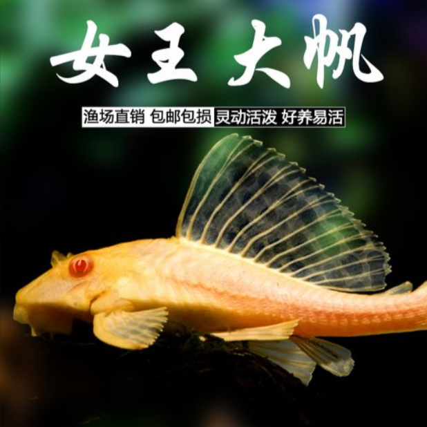 女王大帆5-6厘米1条不包损