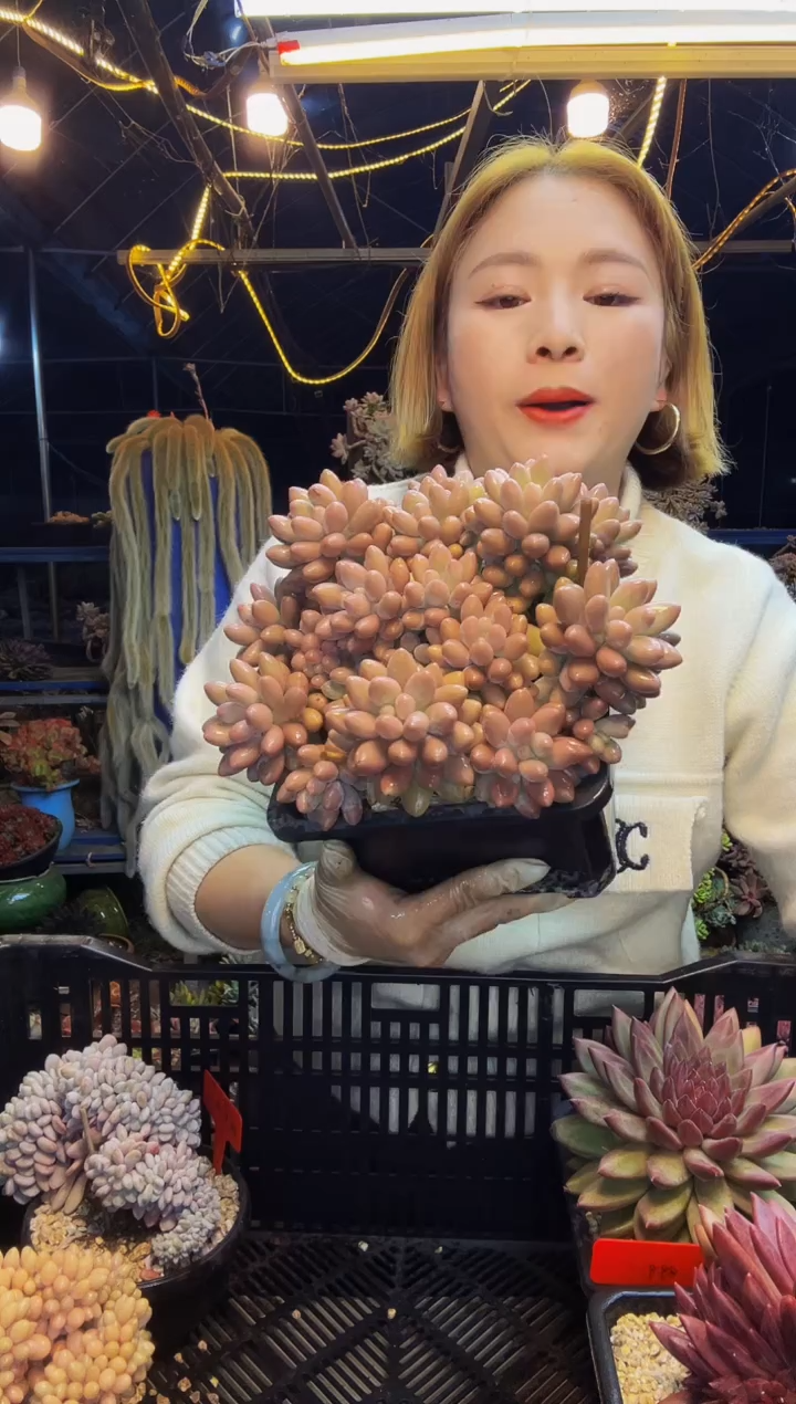 3号一物一拍脱土包邮