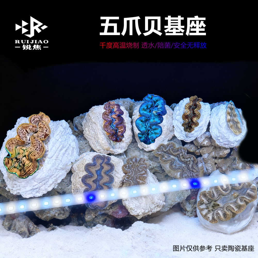 砗磲五爪贝基座海水底座富士半圆纽扣底座繁殖圆形八字糖果脑