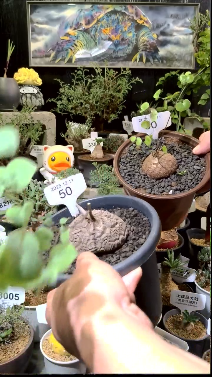 50号1211福利南非龟甲龙买一送一