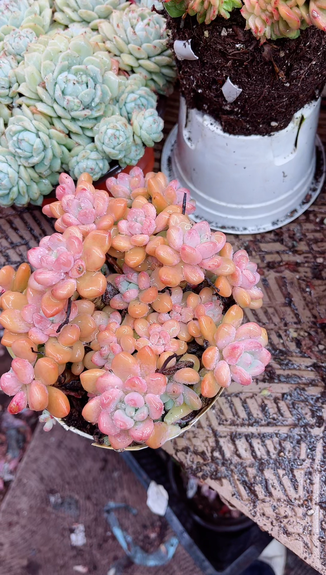 【闪购商品】03198