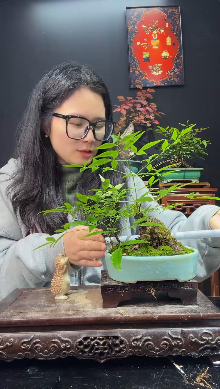 完全开放南天竹000