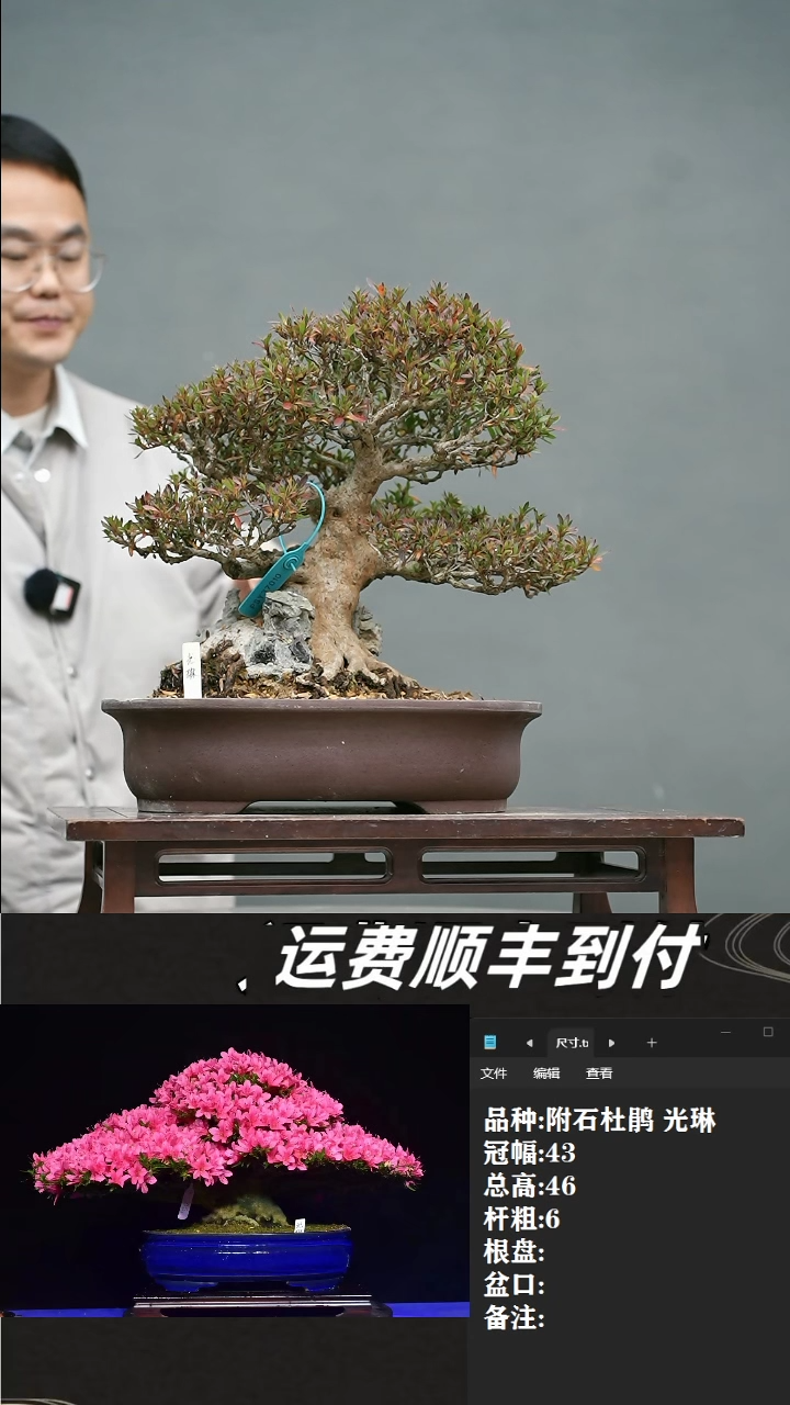 【闪购商品】32 杜鹃 光琳