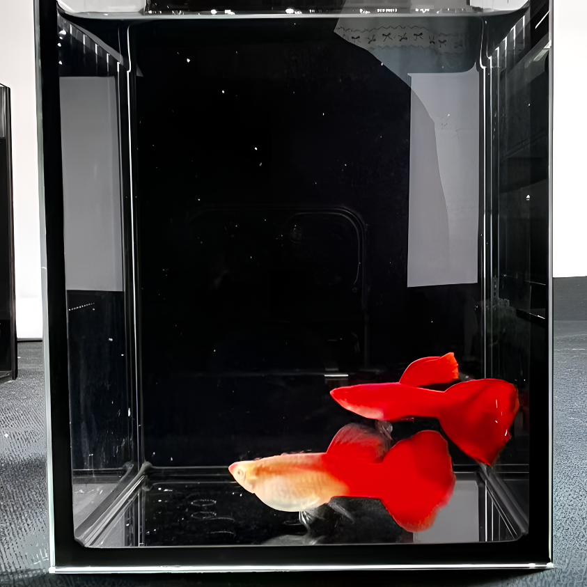 紫林大背血红小型热带孔雀鱼好养耐活淡水观赏鱼精品