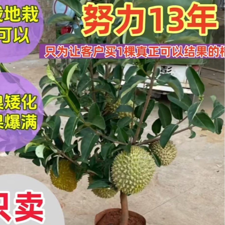 1云南正品改良矮化猫山王金枕榴莲耐寒盆栽地栽果树苗南方北方