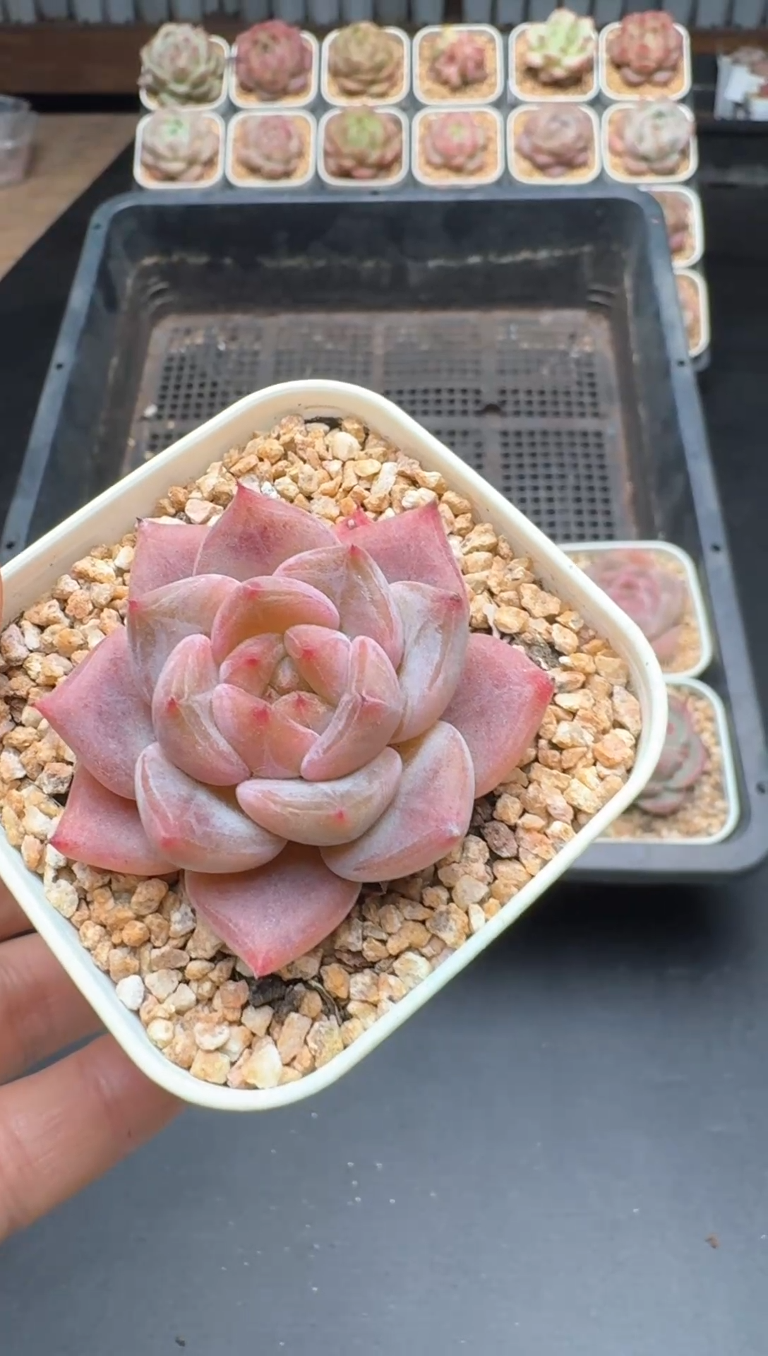 【闪购商品】473A号一物一拍多肉花卉植物拍3颗起发