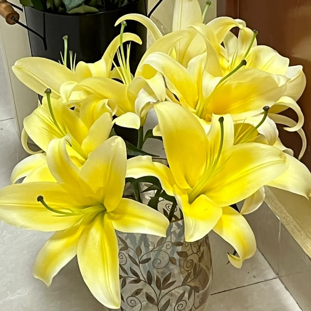 【花王朝甄选】黄色香水百合/元旦预热  任意2单鲜花升级快递