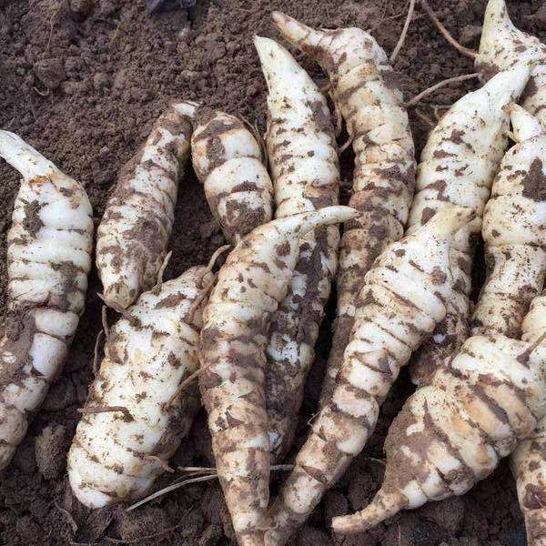 地参，宝塔菜  鲜蔬菜  可炖肉煲汤，泡椒  