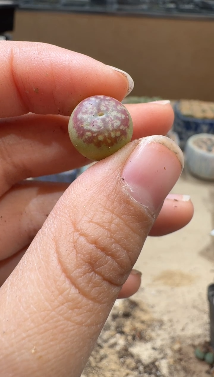 风****生13-126多肉植物肉锥