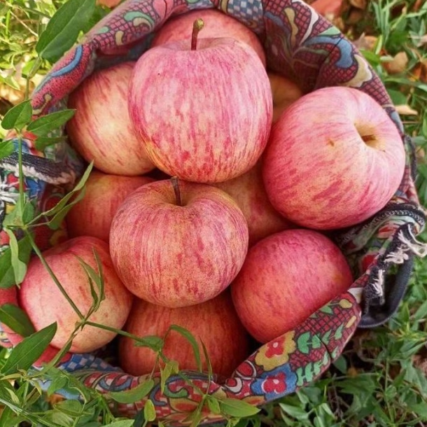 【韩大乐】粉红佳人富士苹果2.8斤--3斤甘肃省