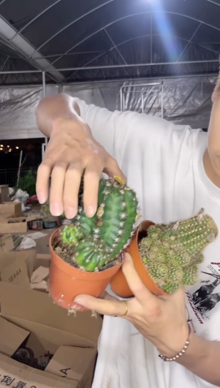 3颗 7-10cm 丽花群生