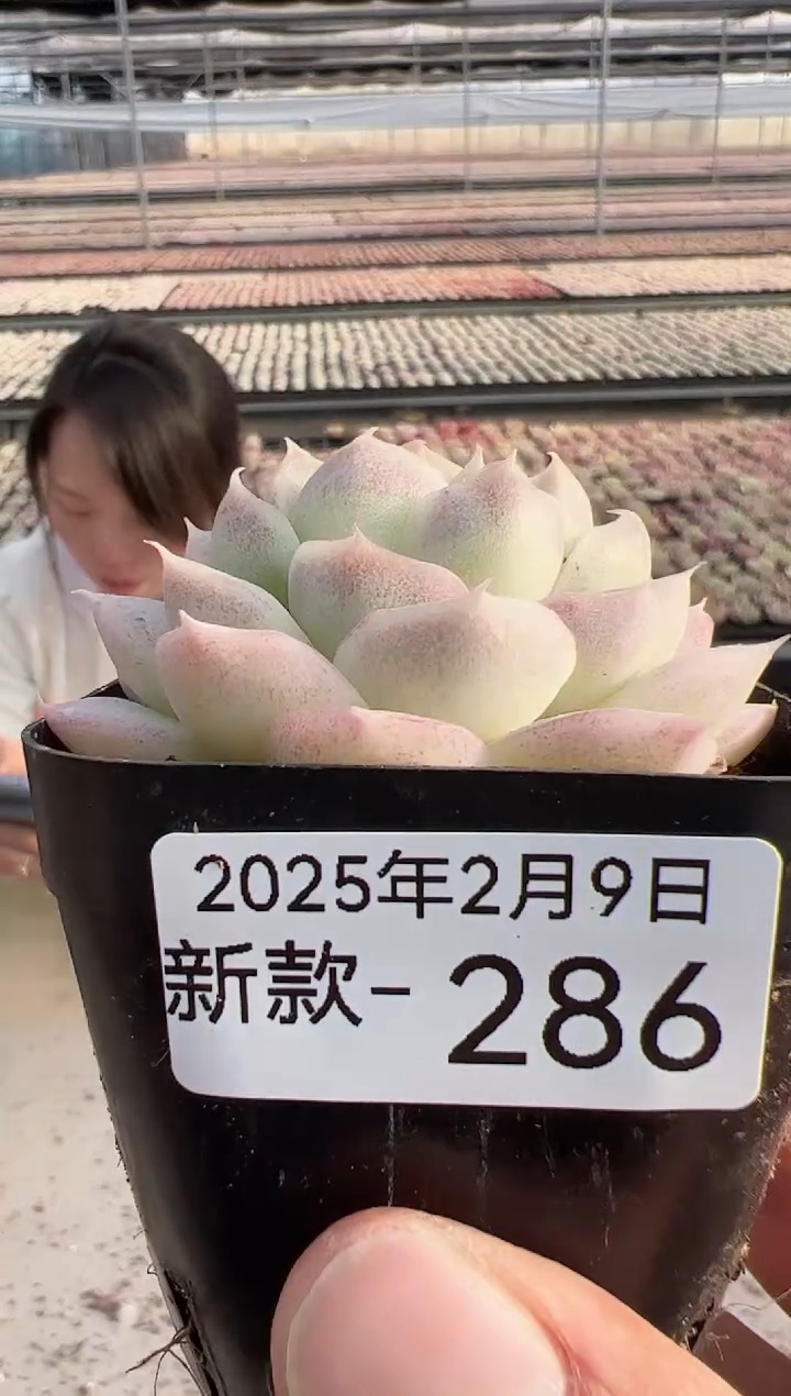 【闪购商品】新款多肉-286