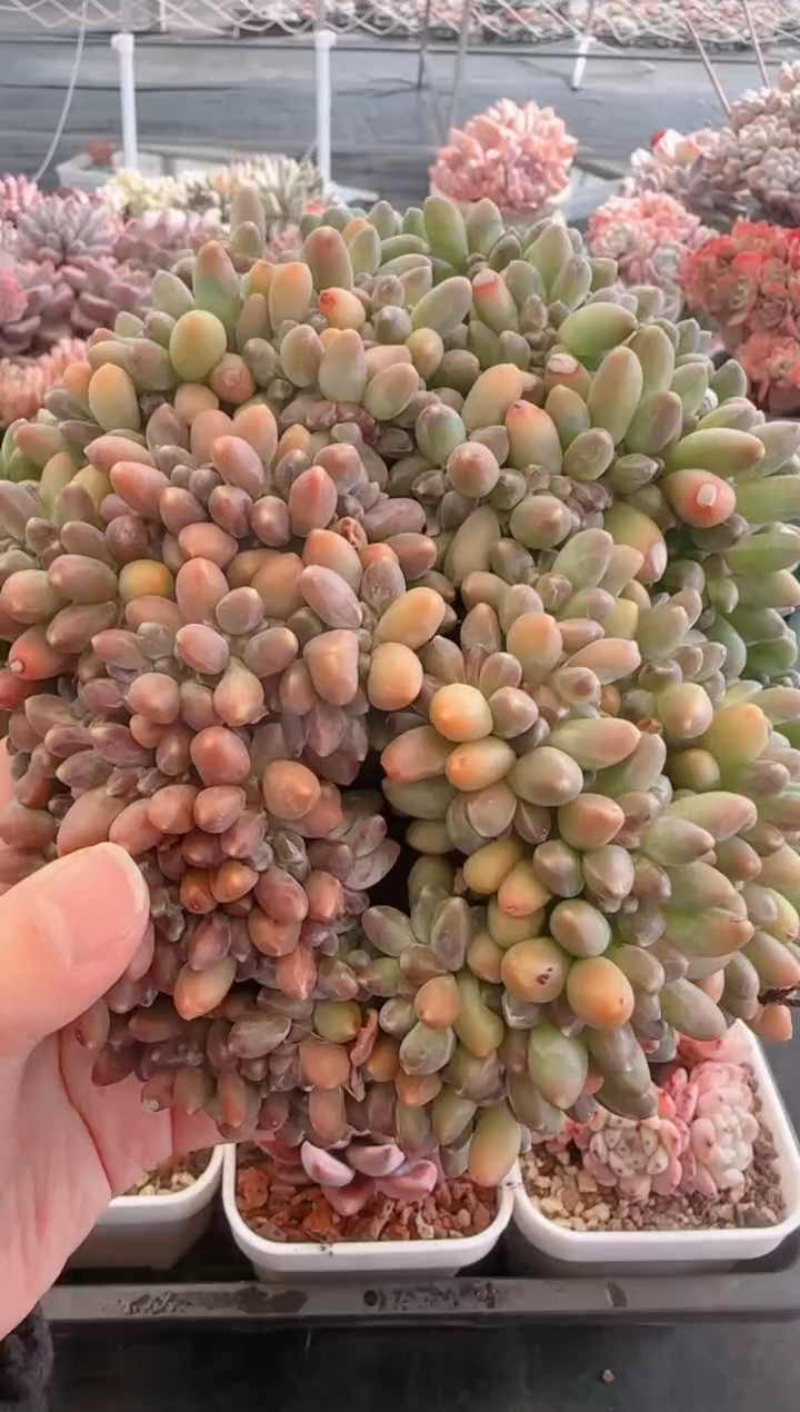 【闪购商品】5670.